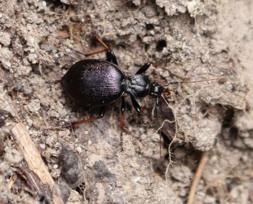 Réf. 185 330 : Cychrus attenuatus